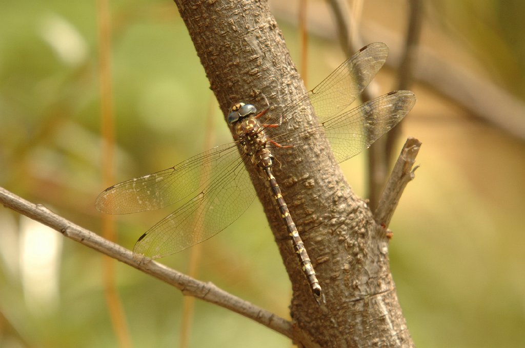 110 2008-01318908 Blue Mountains National Park, AU.JPG - Unicorn Darner Dragonfly (Austroaeschna unicornis). Govett's Leap, Blue Mountain National Park, AU, 1-31-2008